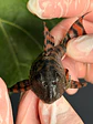 Panaqolus sp. (L397)  com 5-6 cm - Vorschaubild 2