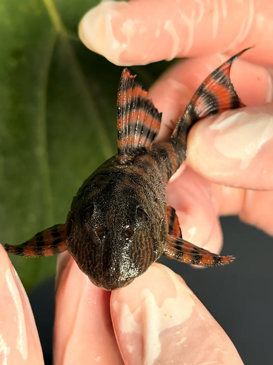 Panaqolus sp. (L397)  com 5-6 cm 5