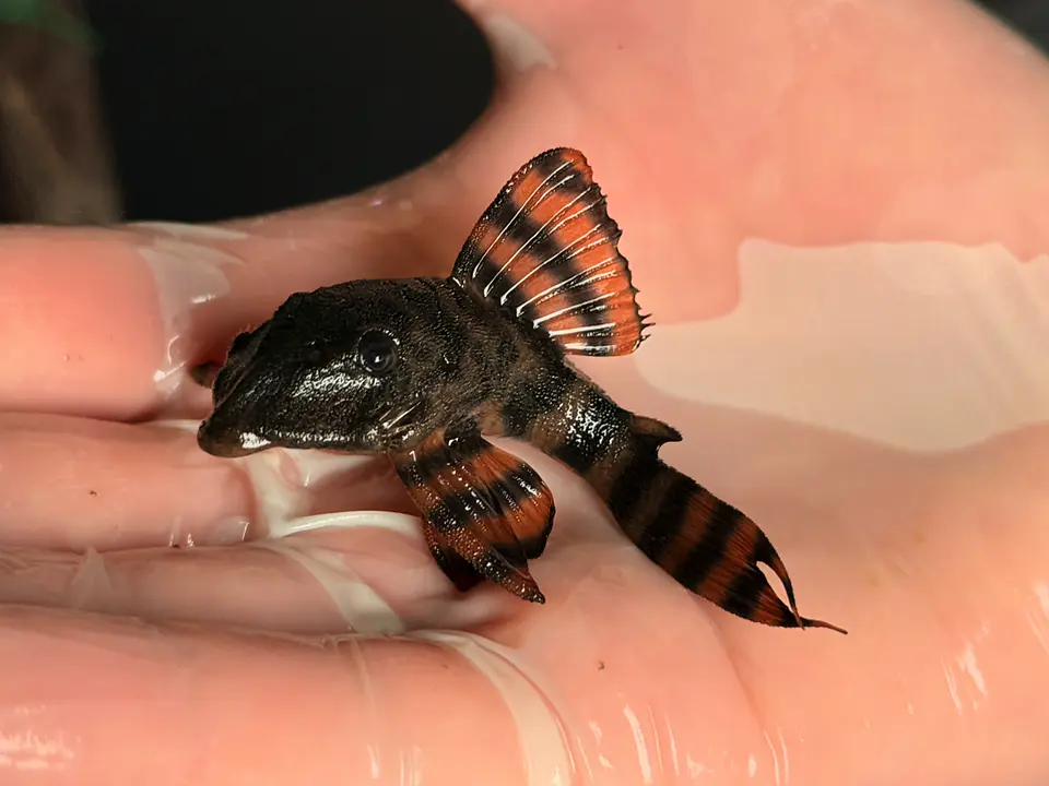 Panaqolus sp. (L397)  com 8-12 cm 5