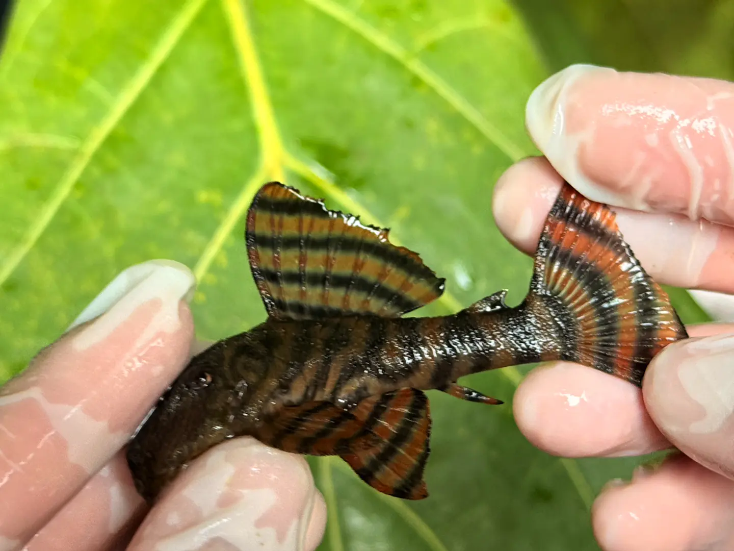 Panaqolus sp. (L397)  com 8-12 cm 4