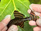 Panaqolus sp. (L397)  com 8-12 cm - Miniatura 4