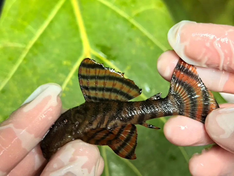 Panaqolus sp. (L397)  com 8-12 cm 4