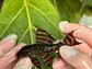 Panaqolus sp. (L397)  com 8-12 cm - Miniatura 7