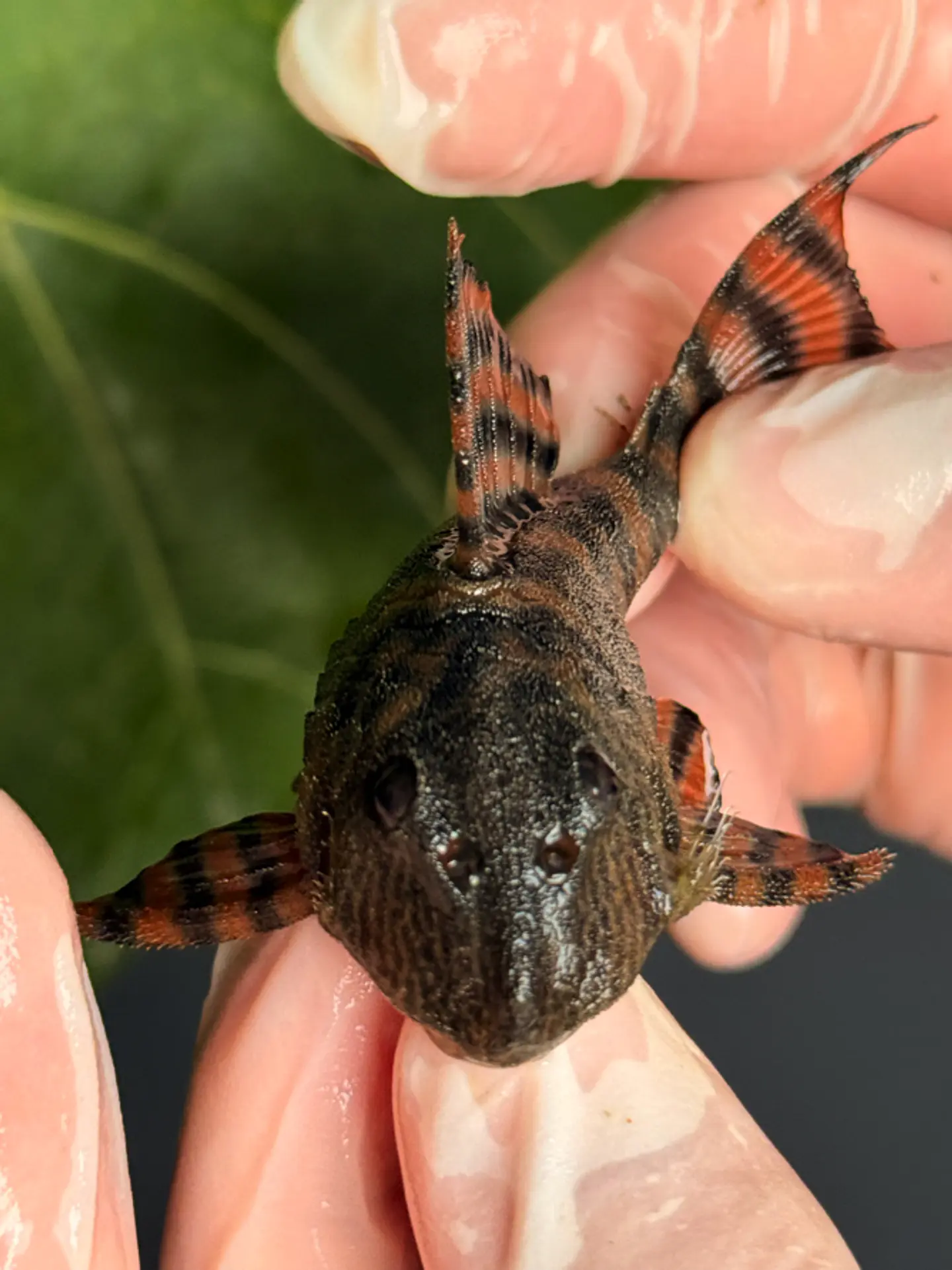 Panaqolus sp. (L397)  com 8-12 cm 2