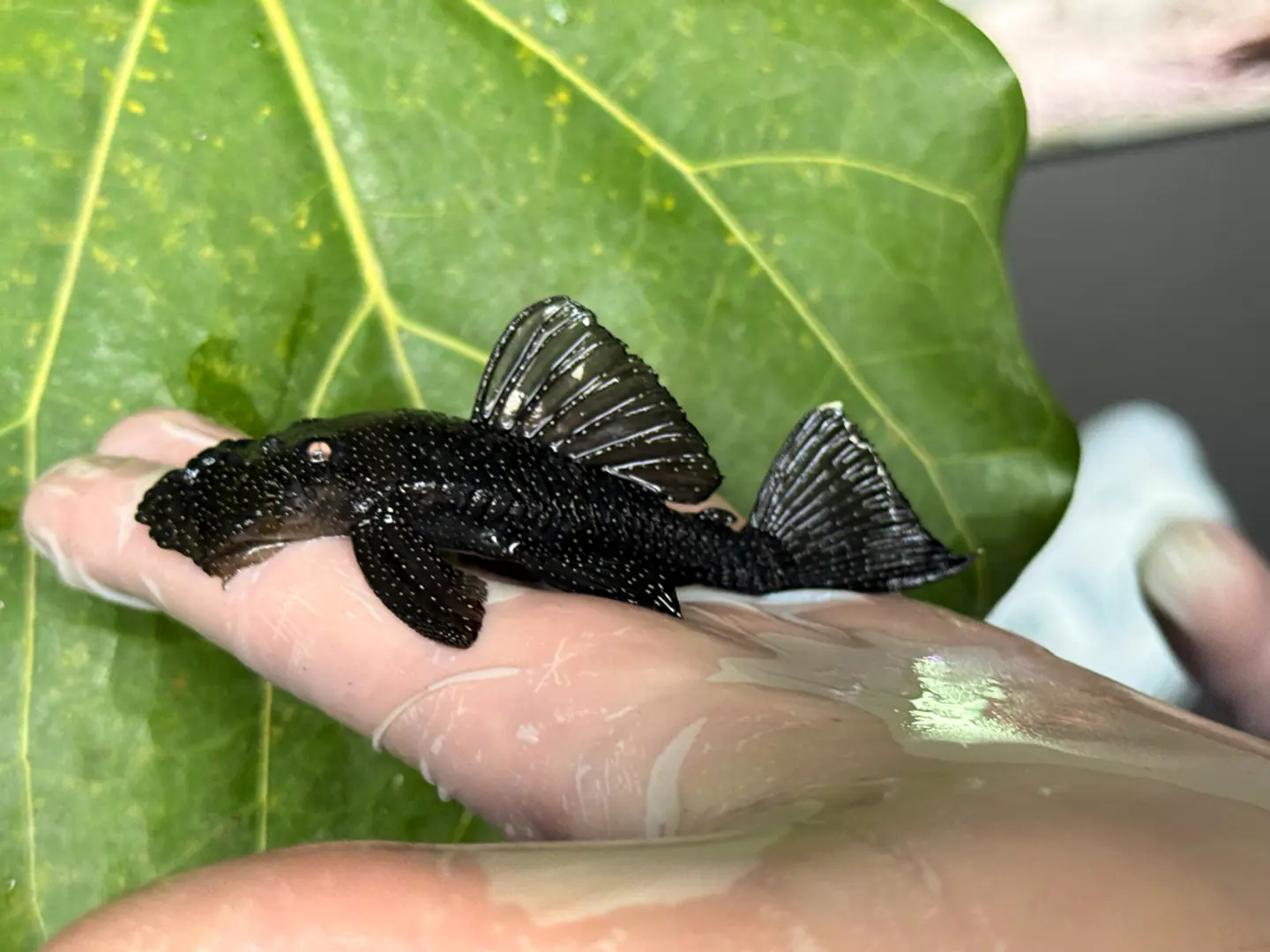 Ancistrus dolichopterus - L183 - om 12-15 cm 3