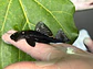 Ancistrus dolichopterus - L183 - om 12-15 cm - miniatura 3