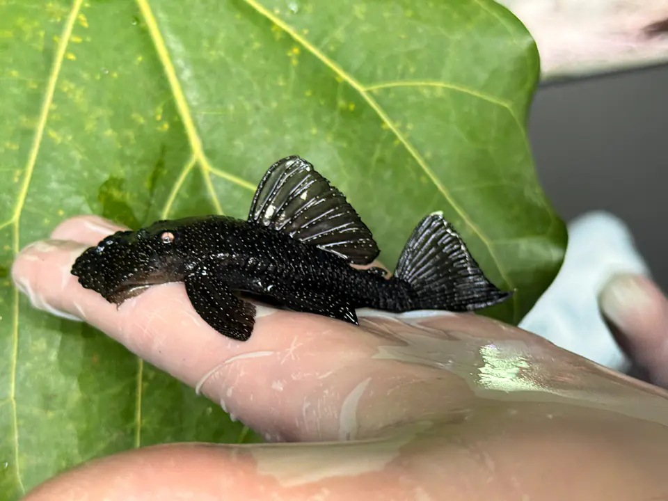 Ancistrus dolichopterus - L183 - om 12-15 cm 3