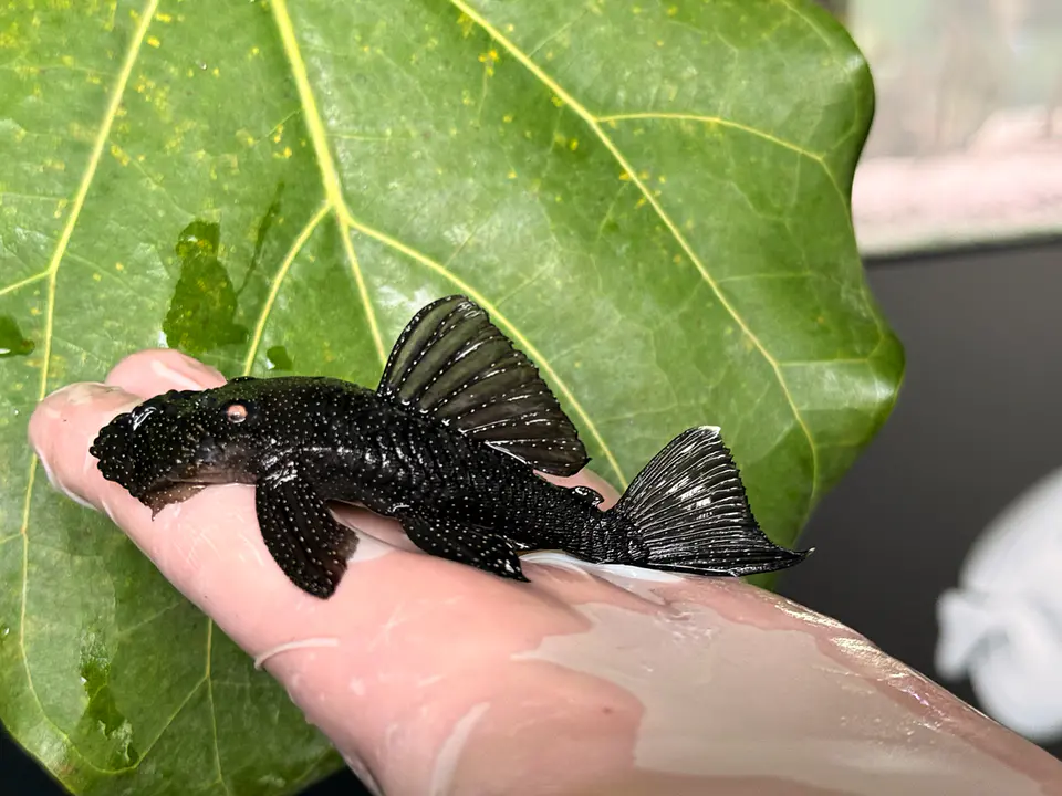 Ancistrus dolichopterus - L183 - om 12-15 cm 6