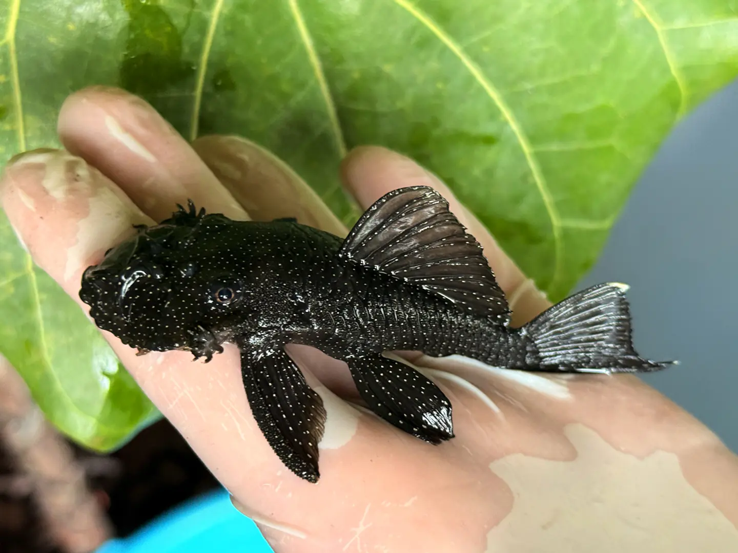 Ancistrus dolichopterus - L183 - om 12-15 cm 7