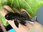 Ancistrus dolichopterus - L183 - om 12-15 cm - miniatura 7