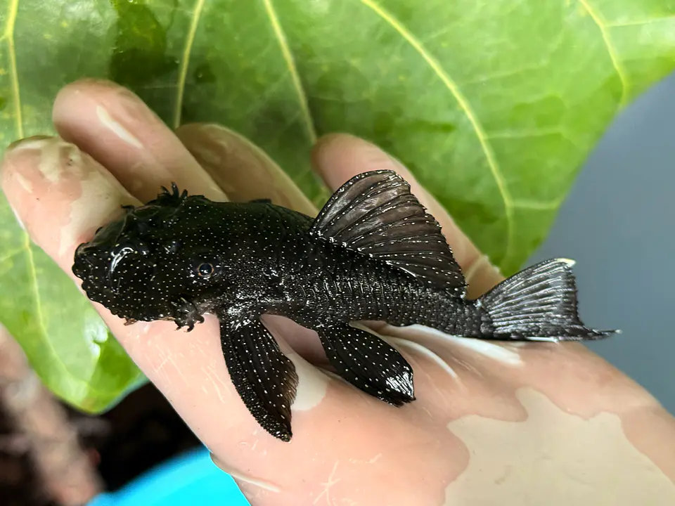 Ancistrus dolichopterus - L183 - om 12-15 cm 7