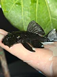 Ancistrus dolichopterus - L183 - om 12-15 cm - miniatura 8