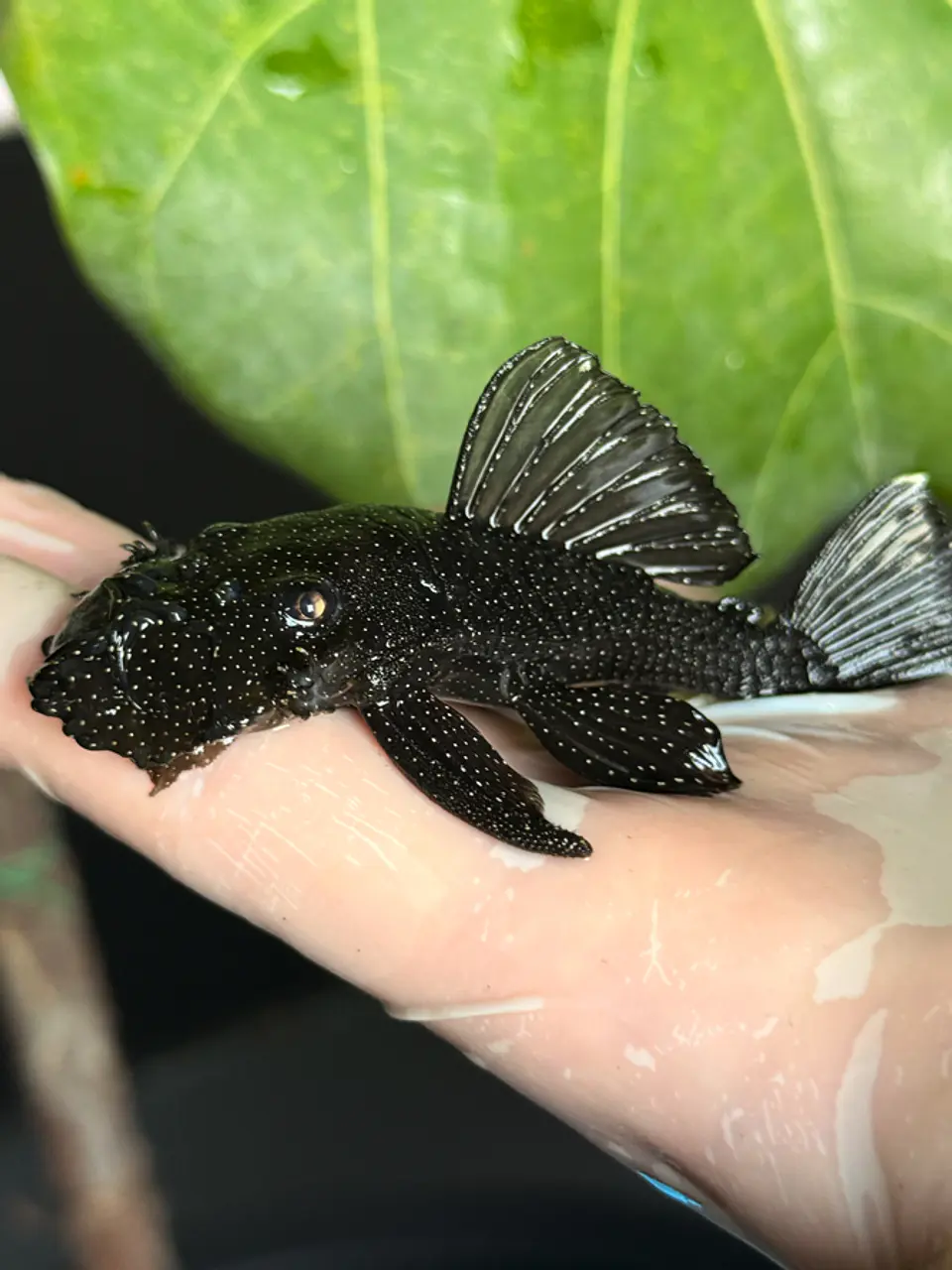 Ancistrus dolichopterus - L183 - om 12-15 cm 8