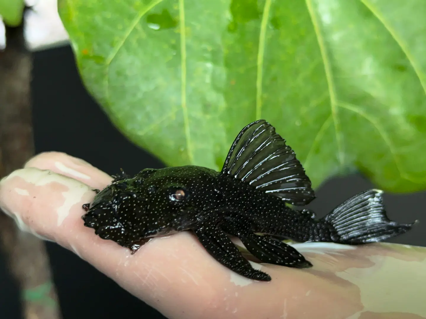 Ancistrus dolichopterus - L183 - om 12-15 cm 2