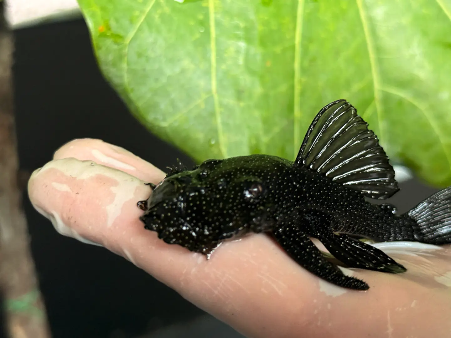 Ancistrus dolichopterus - L183 - om 12-15 cm 5