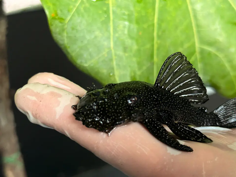 Ancistrus dolichopterus - L183 - om 12-15 cm 5