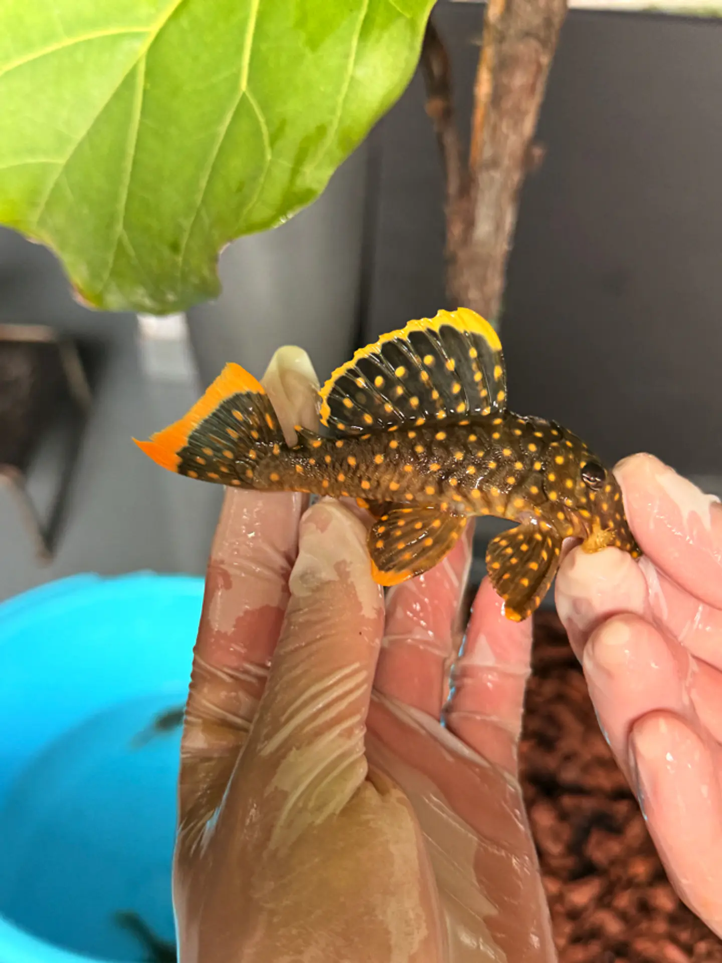Baryancistrus xanthellus  L018 - Pepita de Ouro - 5-9 cm 5