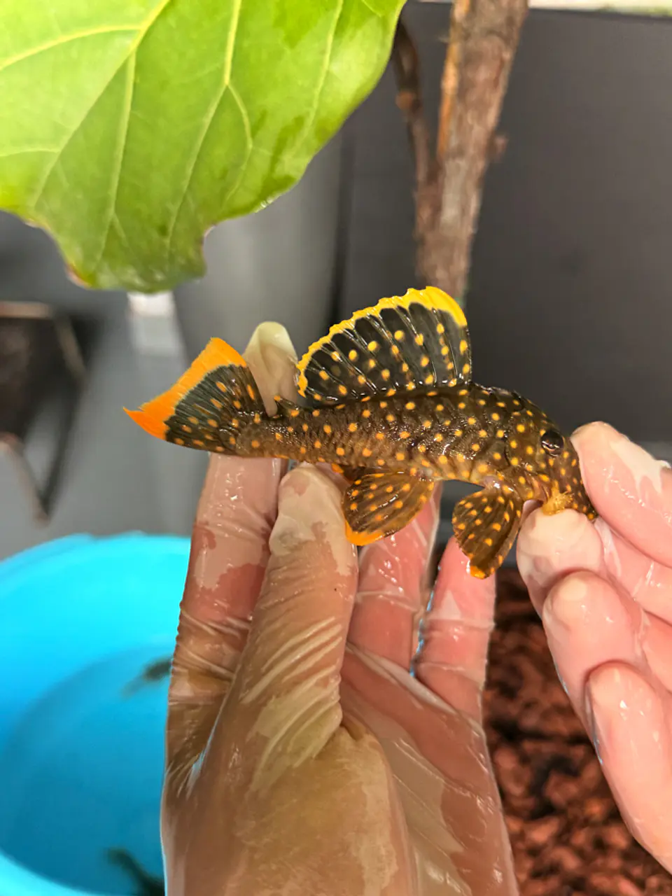 Baryancistrus xanthellus  L018 - Pepita de Ouro - 5-9 cm 5