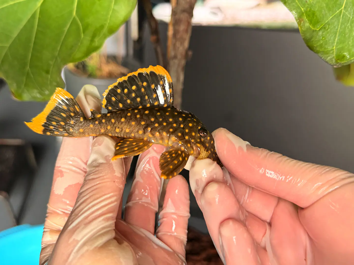 Baryancistrus xanthellus  L018 - Pepita de Ouro - 5-9 cm 4