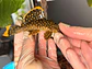 Baryancistrus xanthellus  L018 - Pepita de Ouro - 5-9 cm - Miniatura 3