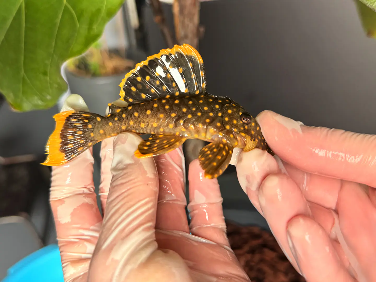 Baryancistrus xanthellus  L018 - Pepita de Ouro - 5-9 cm 1