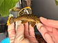 Baryancistrus xanthellus  L018 - Pepita de Ouro - 5-9 cm - Miniatura 1