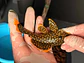 Baryancistrus xanthellus  L018 - Pepita de Ouro - 5-9 cm - Miniatura 13