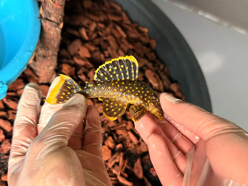 Baryancistrus xanthellus  L018 - Pepita de Ouro - 5-9 cm 2