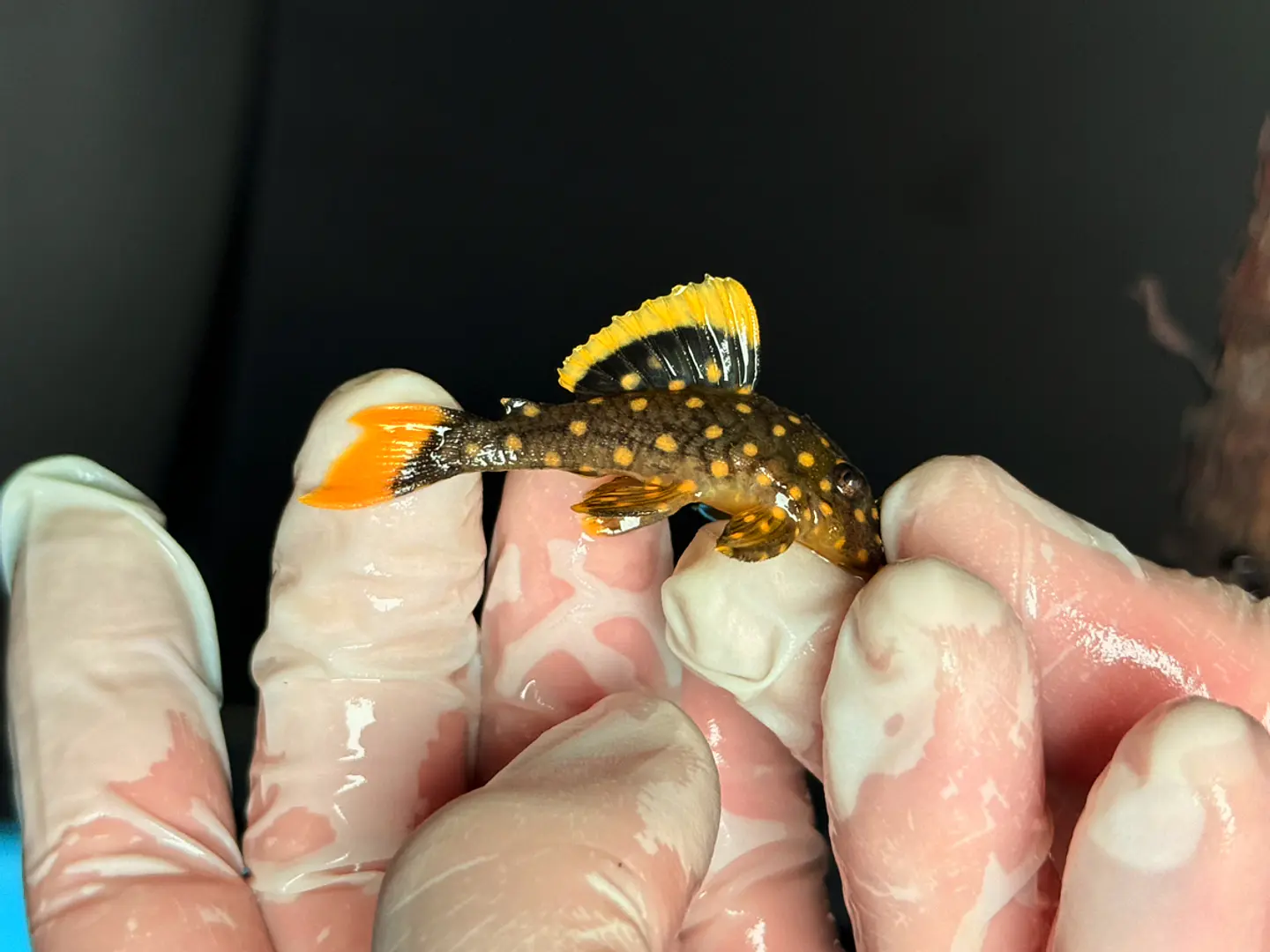 Baryancistrus xanthellus  L018 - Pepita de Ouro - 5-9 cm 6