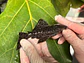 O Leporacanthicus sp. (L263) - Com 8 - 10 cm - Vorschaubild 5