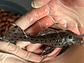 O Leporacanthicus sp. (L263) - Com 8 - 10 cm - Vorschaubild 6