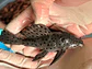 O Leporacanthicus sp. (L263) - Com 8 - 10 cm - Vorschaubild 3