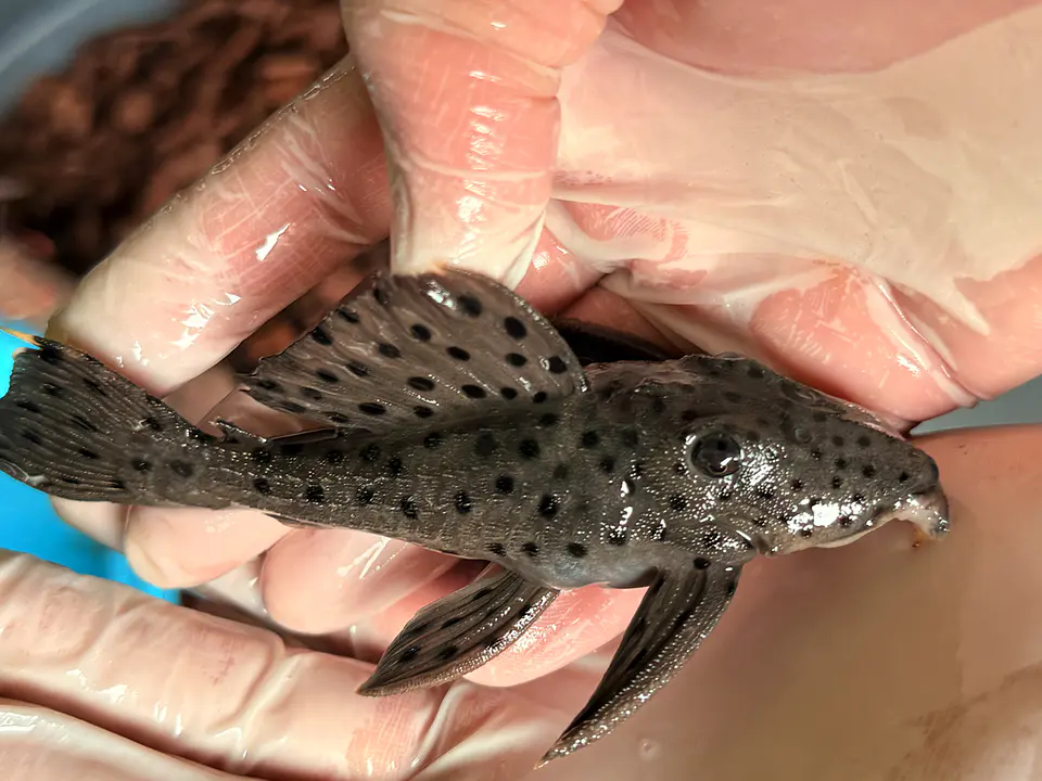 O Leporacanthicus sp. (L263) - Com 8 - 10 cm 3