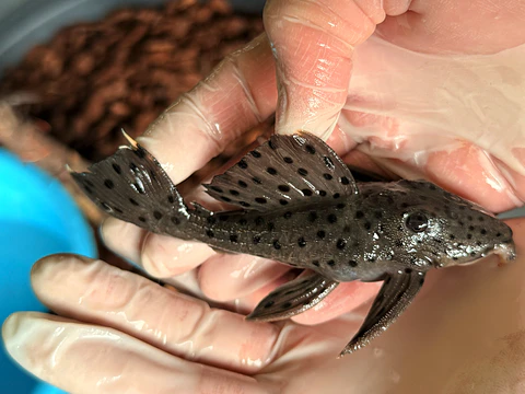 O Leporacanthicus sp. (L263) - Com 8 - 10 cm