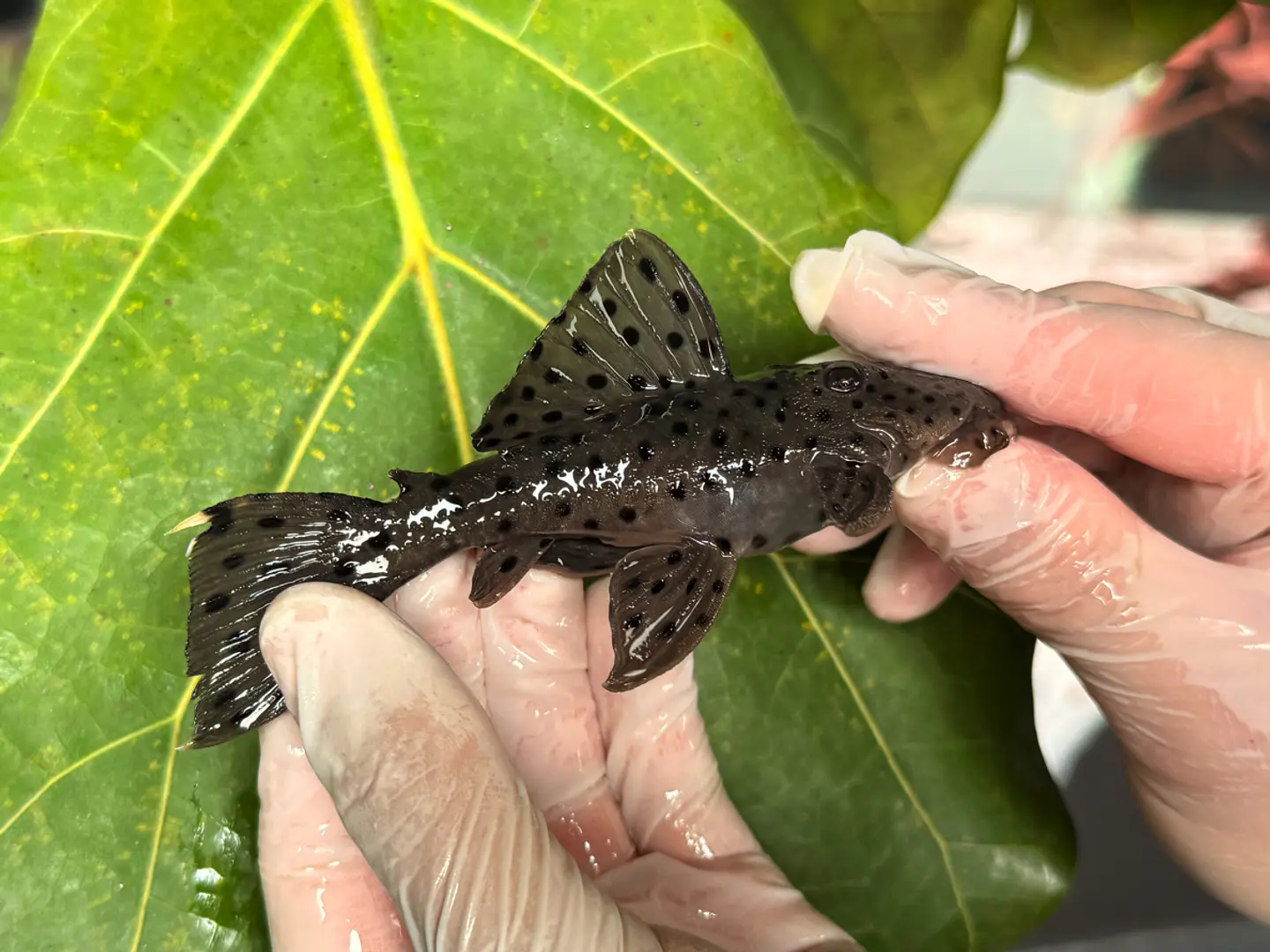 O Leporacanthicus sp. (L263) com 10-12 cm 3