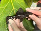 O Leporacanthicus sp. (L263) com 10-12 cm - Vorschaubild 3