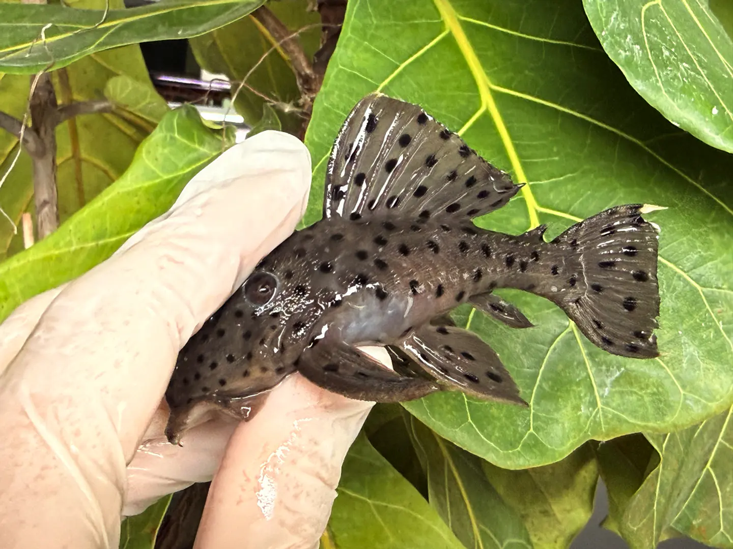 O Leporacanthicus sp. (L263) com 10-12 cm 1