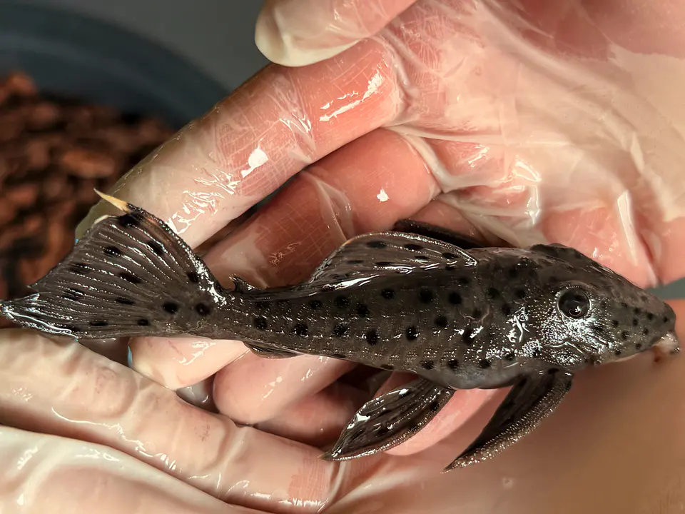O Leporacanthicus sp. (L263) com 10-12 cm 5