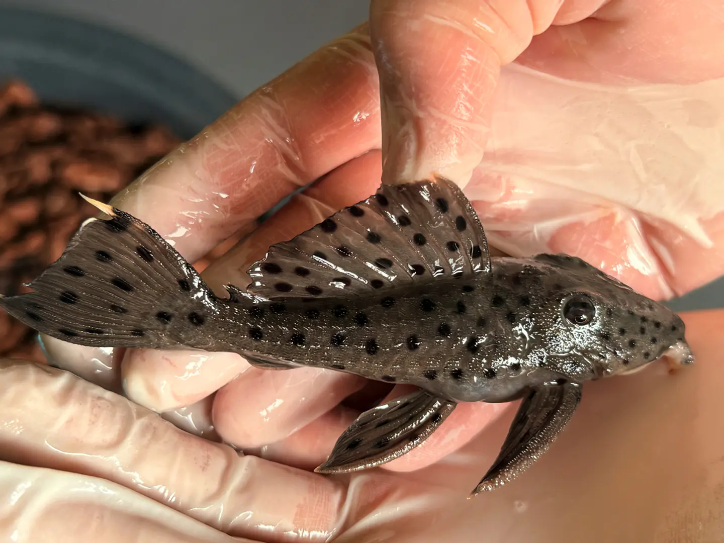O Leporacanthicus sp. (L263) com 10-12 cm 2