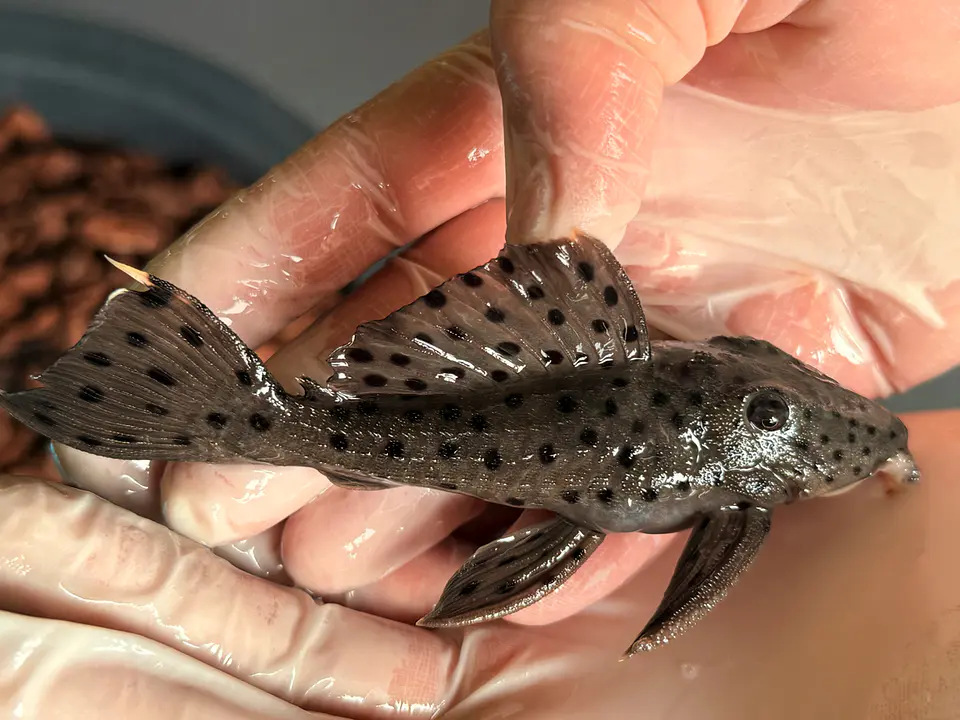 O Leporacanthicus sp. (L263) com 10-12 cm 2