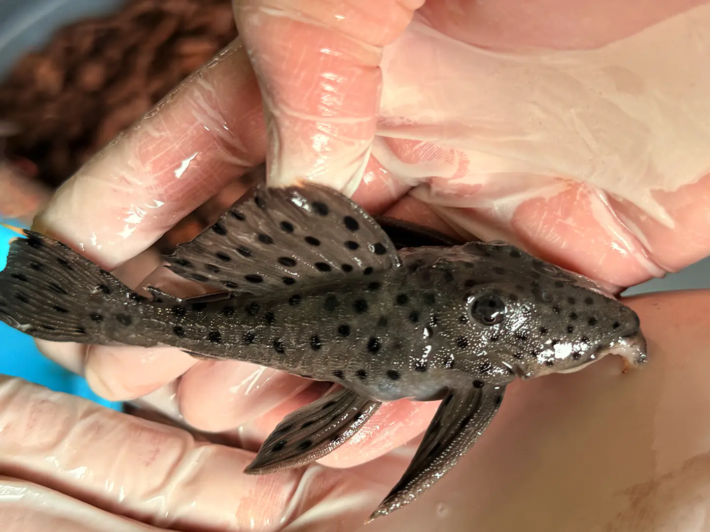 O Leporacanthicus sp. (L263) com 10-12 cm 4