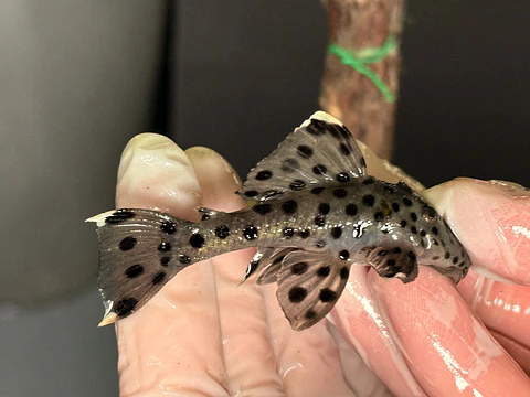 Leporacanthicus joselimai (L264) Com 5-9 cm