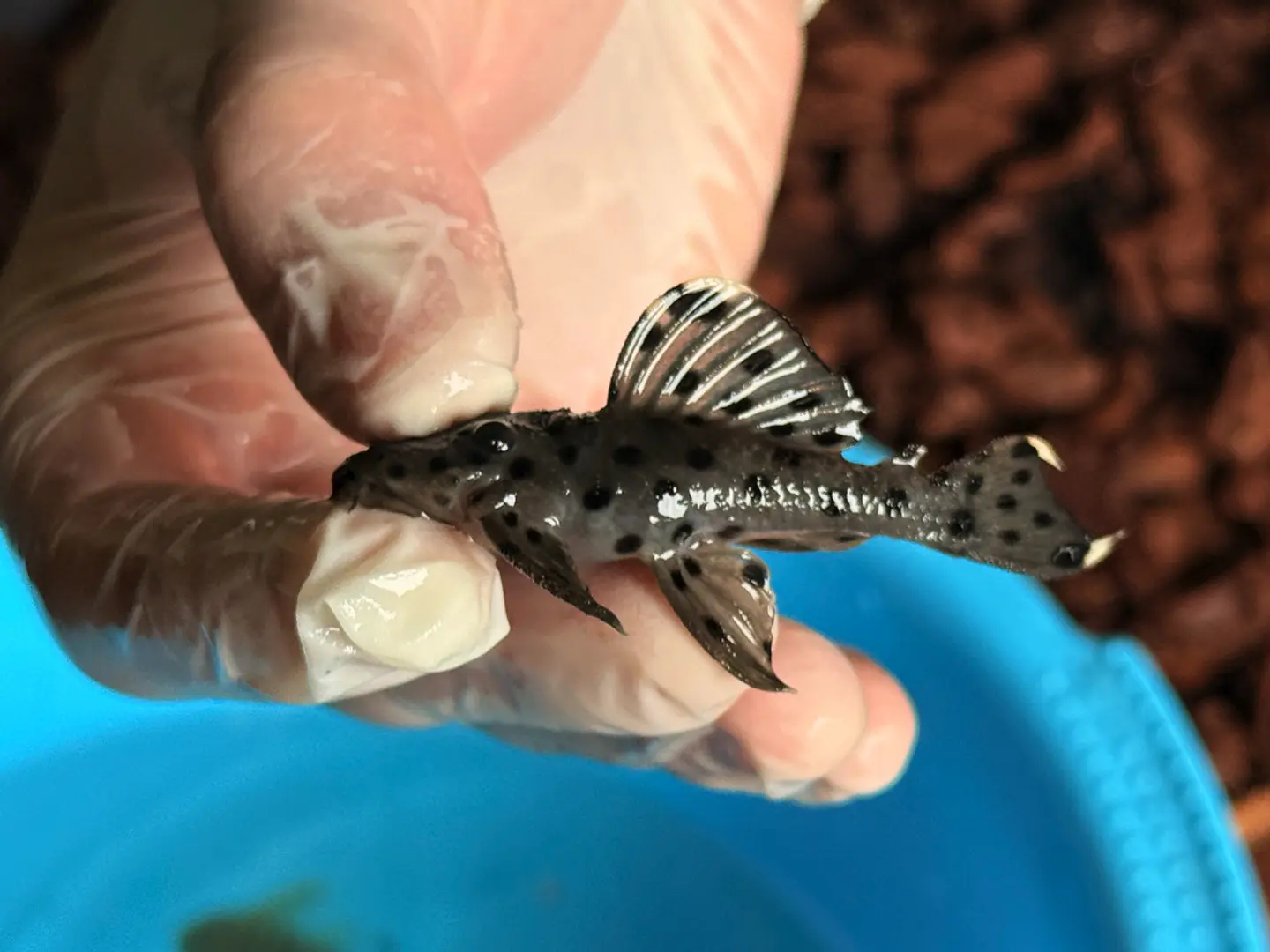 Leporacanthicus joselimai (L264) Com 5-9 cm 5
