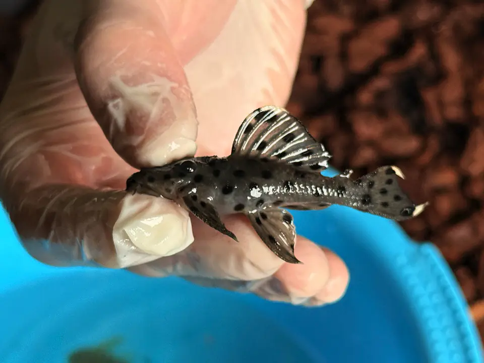 Leporacanthicus joselimai (L264) Com 5-9 cm 5