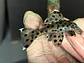 Leporacanthicus joselimai (L264) Com 5-9 cm - Vorschaubild 6