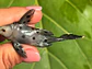 Leporacanthicus joselimai (L264) Com 5-9 cm - Vorschaubild 3