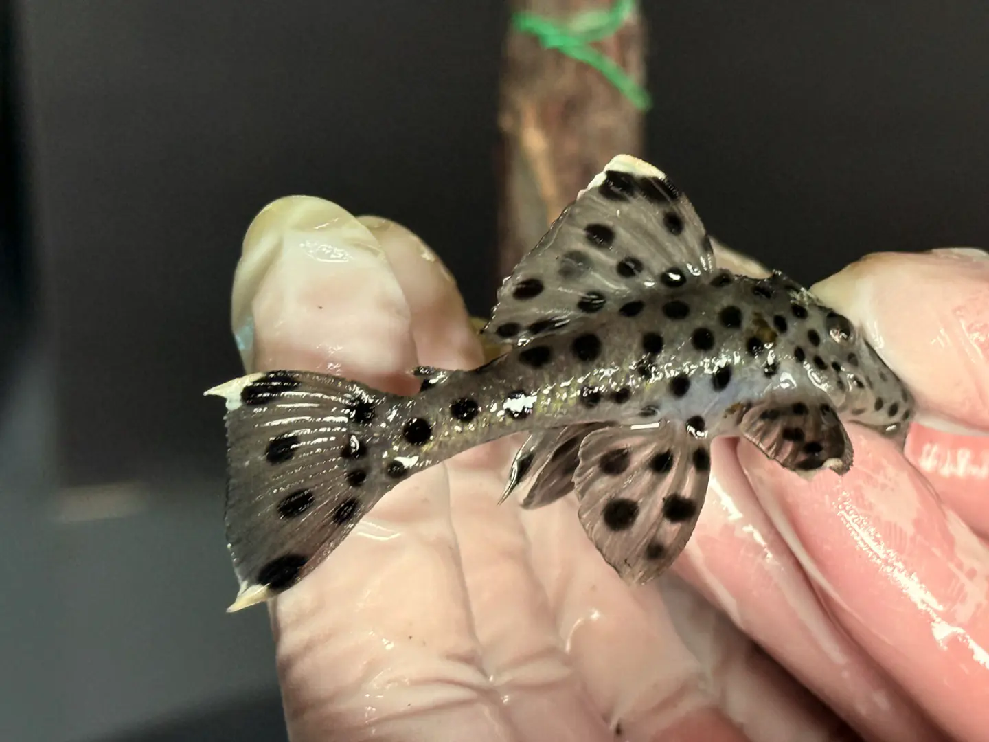 Leporacanthicus joselimai (L264) Com 5-9 cm 7