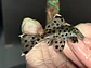 Leporacanthicus joselimai (L264) Com 5-9 cm - Vorschaubild 7
