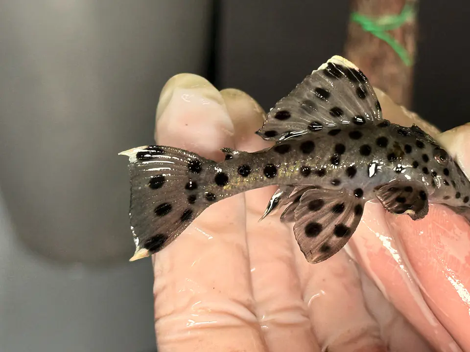 Leporacanthicus joselimai (L264) Com 5-9 cm 4