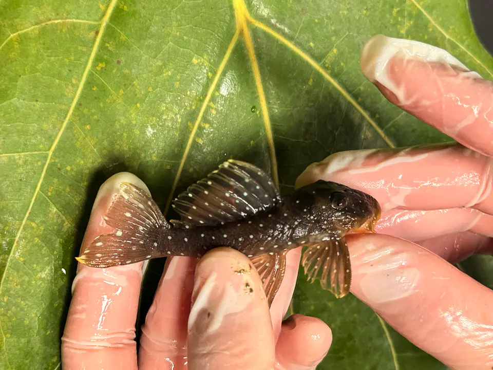 Scobinancistrus pariolispos -  L133 Com 5- 9 cm 3